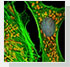 Industrial Image Analysis