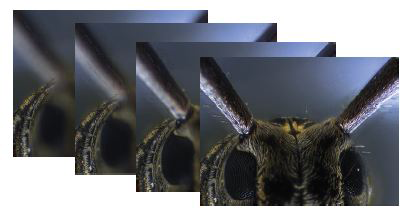 BoronoiMap