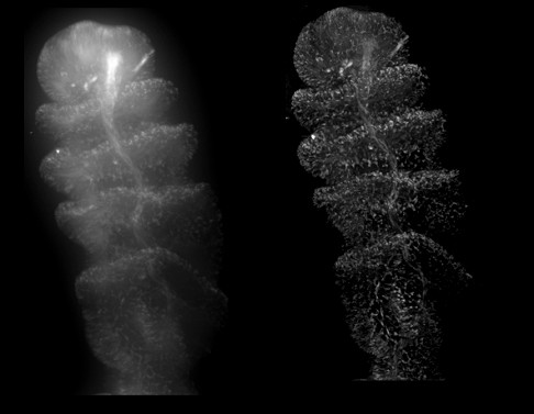 Before/After Deconvolution -Mono