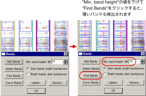 バンドの検出感度 (濃さ基準) バンドの検出感度 (濃さ基準)