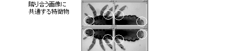 images\ebx_1024382922.gif