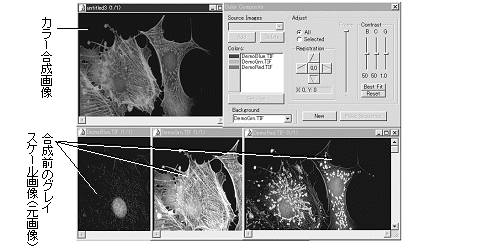 images\img00242.gif