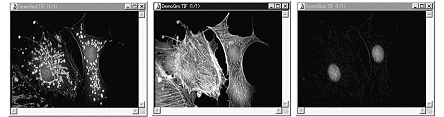 images\img00243.gif